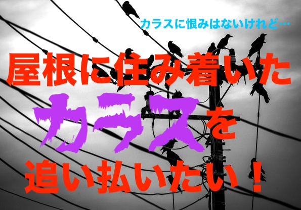 カラス対策 屋根に住み着いたカラスを追い払いたい カラス除け ヒトデが効くってマジ 適当に生きる 旅も日常の日々も自由に生きる